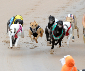 Greyhound Racing Software