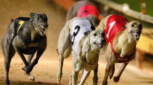 Four Corners Greyhound Racing